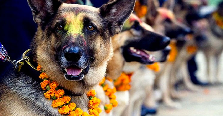 Kukur-Tihar-festival-que-rinde-homenaje-a-los-perros-como-debe-ser-portada2