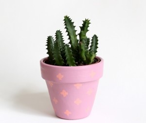 Este podría ser el cactus Marino (imagen de jardinplantas.com)